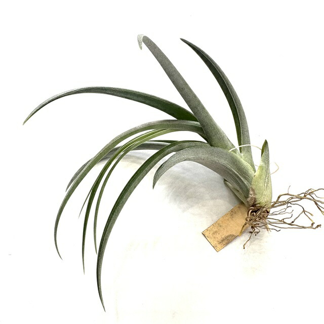 楽天市場】(現品) チランジア (ドゥラティ × ストリクタ) (No.22318