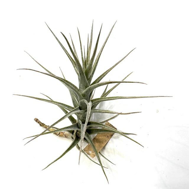 楽天市場】チランジア ドゥラティ SS size (エアープランツ