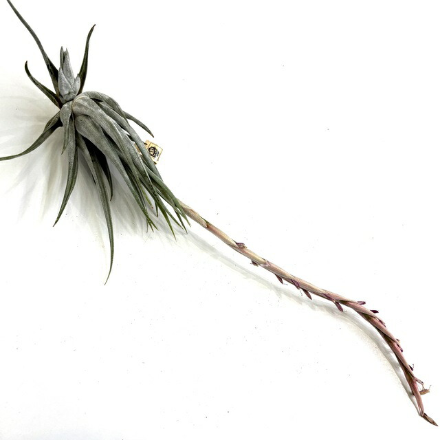 楽天市場】(現品) チランジア トメキー (No.21924) (エアープランツ