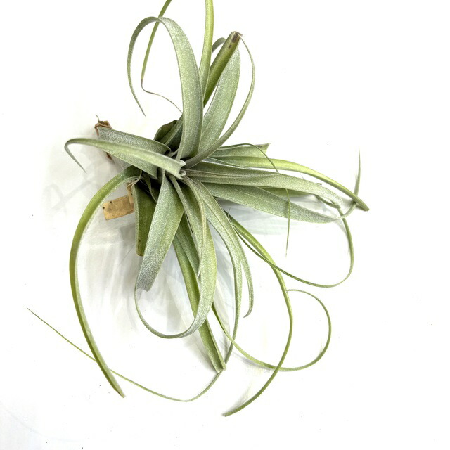 チランジア ティムズロイヤルトレジャー チランジア ティムズロイヤルトレジャー × セレリアナ Tillandsia