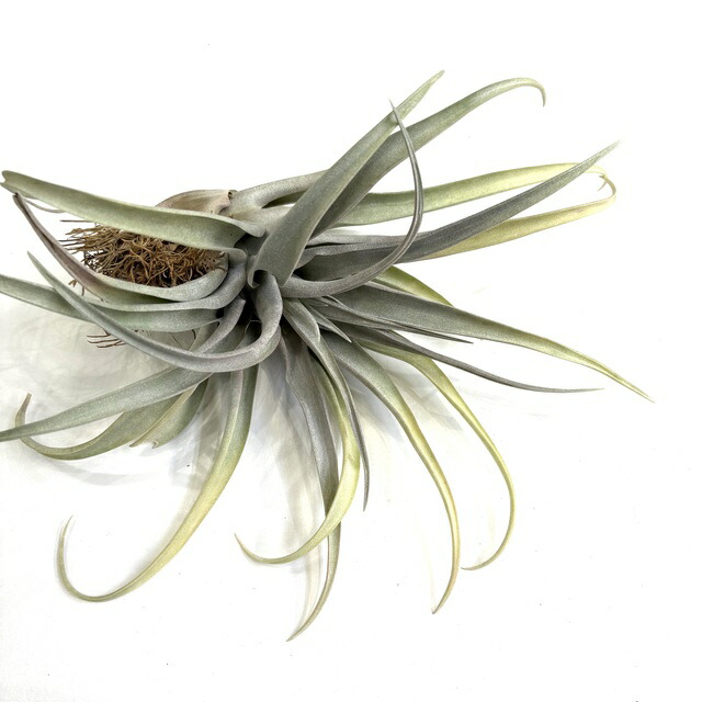 楽天市場】(現品) チランジア カピタータ 'シルバーローズ' (No.22305