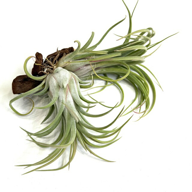 楽天市場】(現品) チランジア 交配種(エーレルシアナ