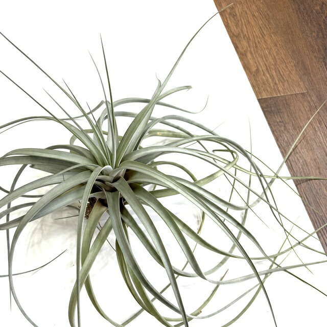 チランジア♡ベアコレアレ×ディグエティ #1040 ティランジア 楽天市場】(現品) チランジア (ビーコレアーレ × ディグエッティ) (No