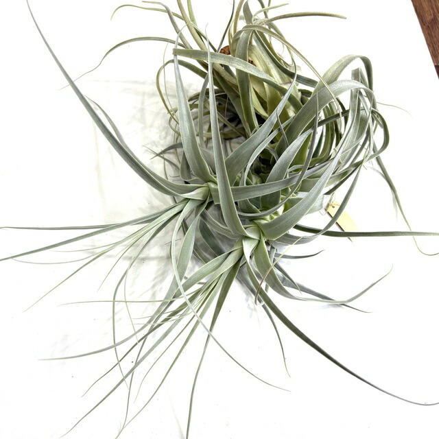 楽天市場】(現品) チランジア ストリクタ ピニフォルミス (No.21882