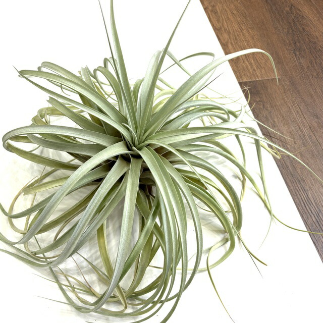 楽天市場】(現品) チランジア 交配種(ブラキカウロス