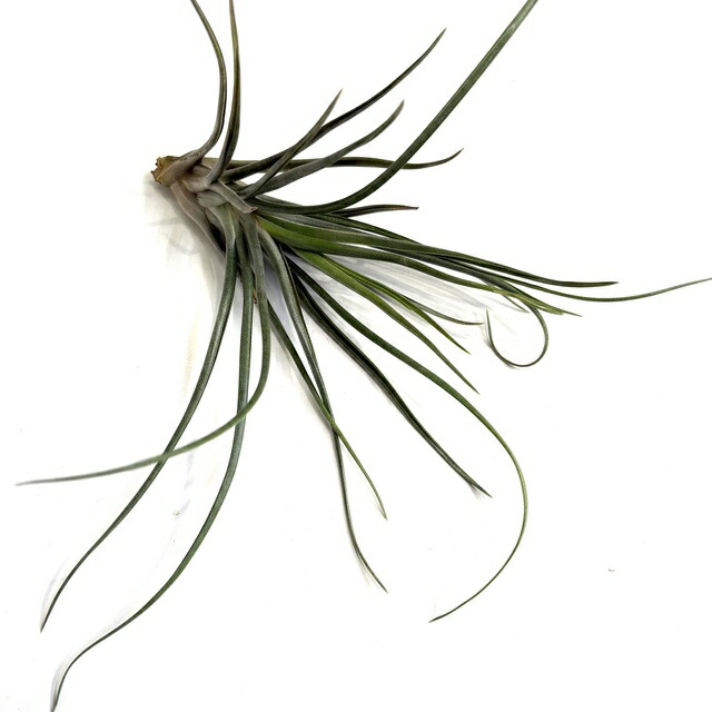 楽天市場】(現品) チランジア ブルボーサ アルバ (No.21769