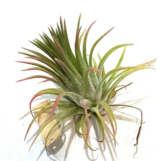 ブロメリア・エアープランツ Tillandsia ionantha 'Apretado' RFI エアプランツの投稿画像 by rionさん｜イオナンタとブロメリアと
