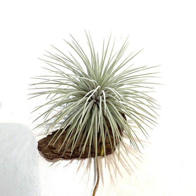 楽天市場】(現品) チランジア チャペウエンシス チュリフォルミス (No