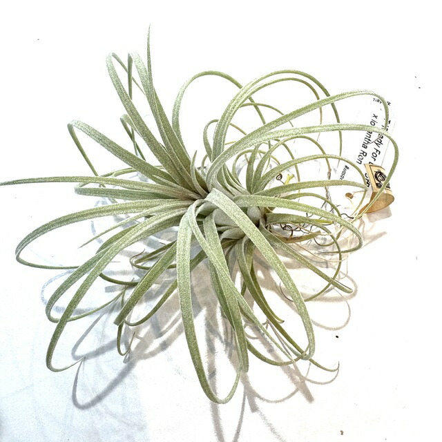 楽天市場】(現品) チランジア (ビーコレアーレ × ディグエッティ) (No