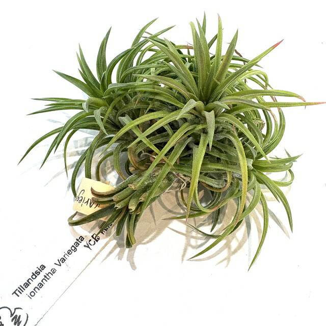 ブロメリア・エアープランツ Tillandsia ionantha 'Apretado' RFI エアプランツの投稿画像 by rionさん｜イオナンタとブロメリアと