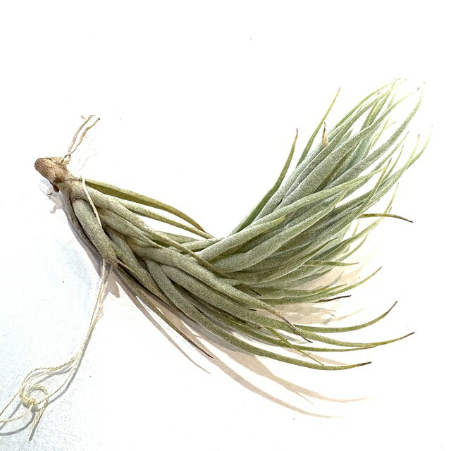 楽天市場】(現品) チランジア トメキー (No.21924) (エアープランツ