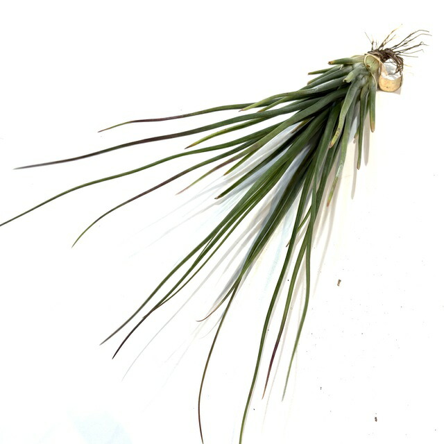 楽天市場】(現品) チランジア ロゼイフローラ (No.22102) (エアー