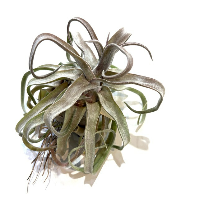 チランジア ティムズロイヤルトレジャー 楽天市場】(現品) チランジア 'ティムズ ロイヤルトレジャー' (No