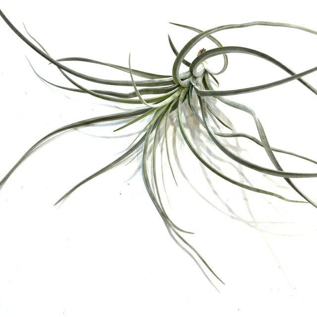 楽天市場】(現品) チランジア 'レディーフォーリフトオフ' (No.22340