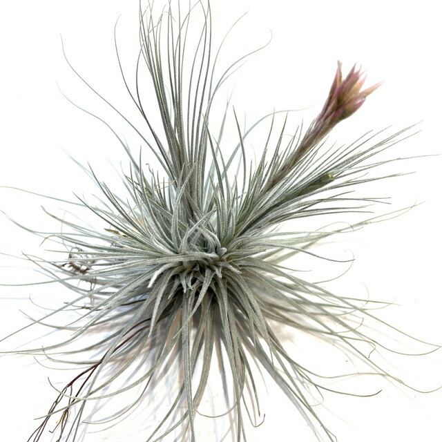 楽天市場】(現品) チランジア トメキー (No.21924) (エアープランツ