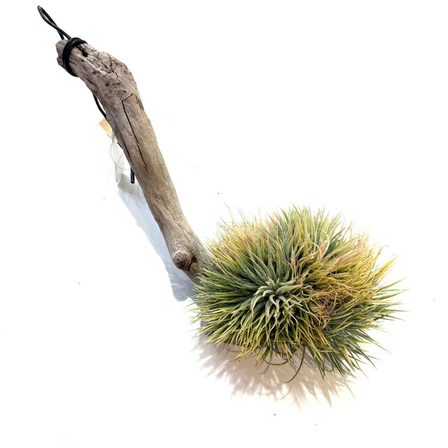 楽天市場】(現品) チランジア イオナンタ 'メキシカンゼブラ' (No