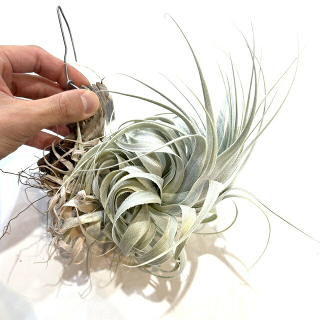 楽天市場】(現品) チランジア 'レッドロビン' (No.21976) (エアー