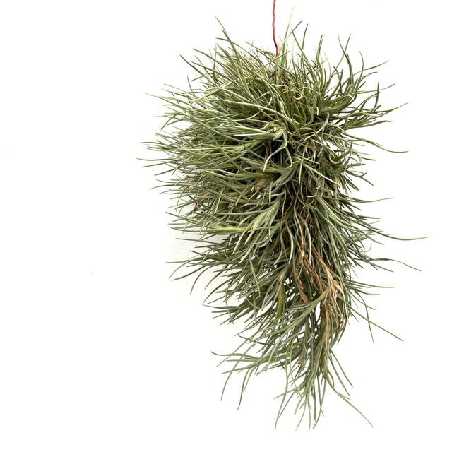 楽天市場】(現品) チランジア 'アイシーエルフ' (No.22179) (エアー