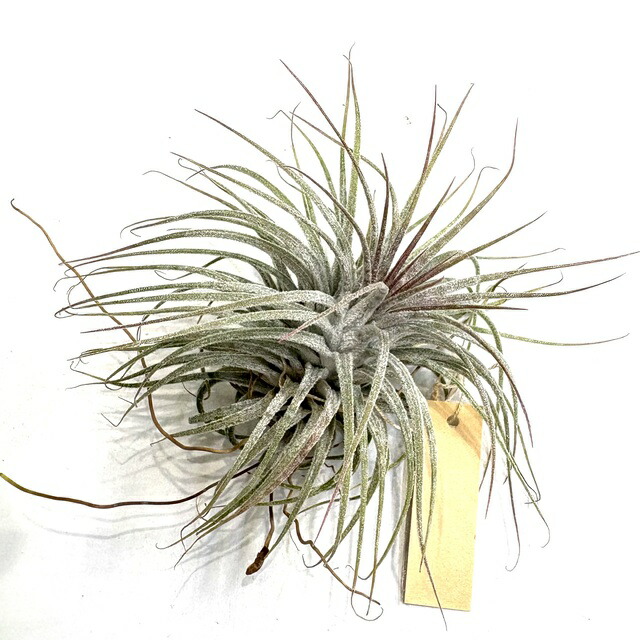 楽天市場】(現品) チランジア ストリクタ ピニフォルミス (No.21882