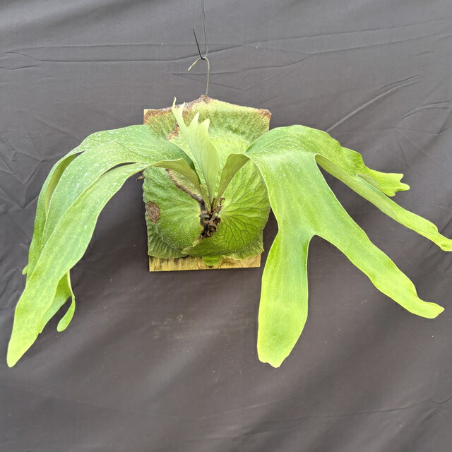 ビカクシダ ヒリー バンプン 大株 超お得 楽天市場】(現品) ビカクシダ ヒリー バンプン (pup) (No.40639