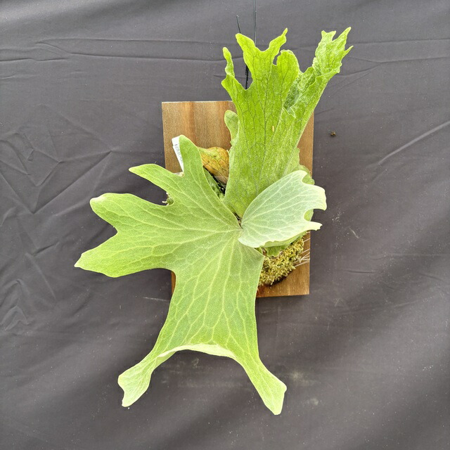 楽天市場】(現品) ビカクシダ 'ステラ エターニ' (TC) (No.41184