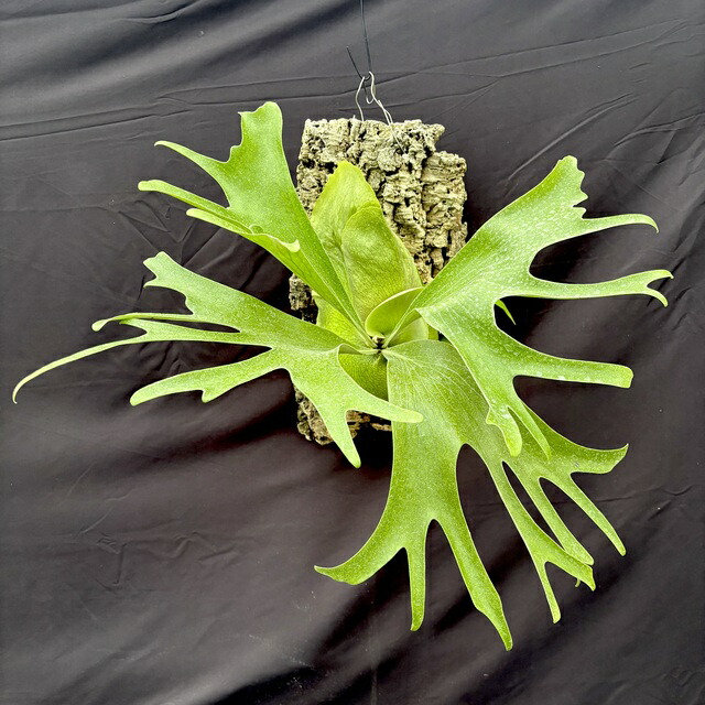 楽天市場】(現品) ビカクシダ 'エルサ' (pup) (No.41083) (コウモリ