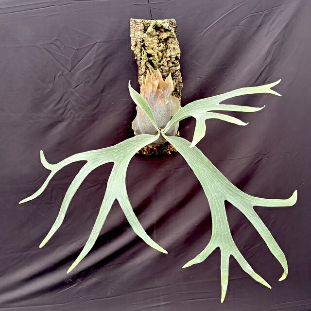 RYU ビカクシダ ホルタミー Platycerium holttumii | 俺のビカクシダ