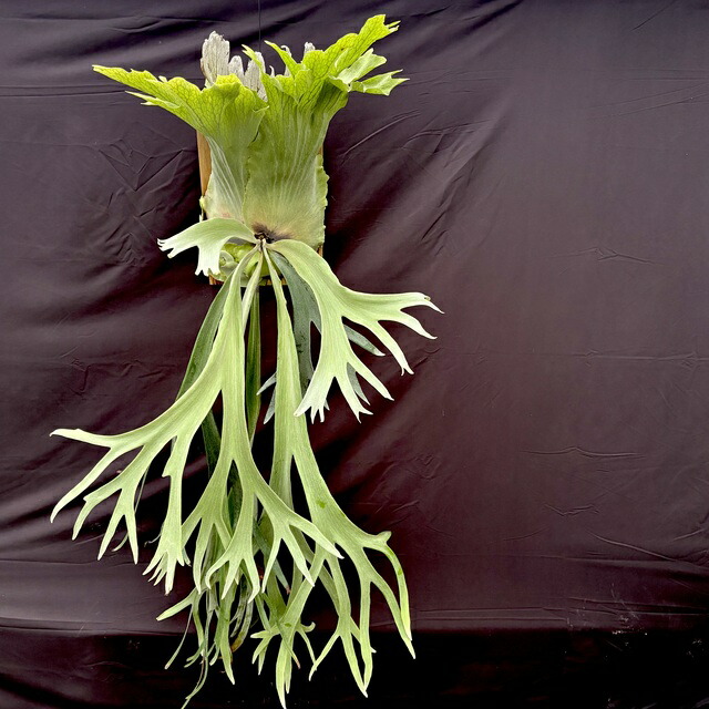 楽天市場】(現品) ビカクシダ 'ポールホワイター' (pup) (No