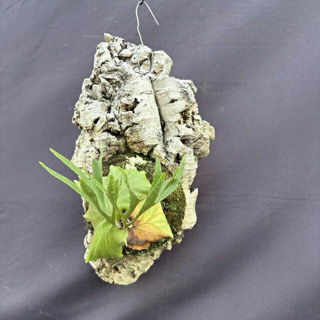 ビカクシダ ritv 楽天市場】(現品) ビカクシダ (キッチャクード シンフロンド