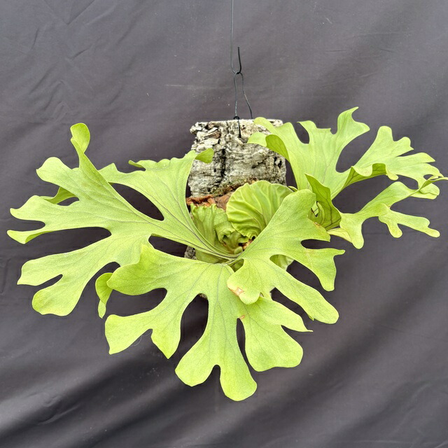 楽天市場】(現品) ビカクシダ リドレイ 細葉 (No.40816) (コウモリラン