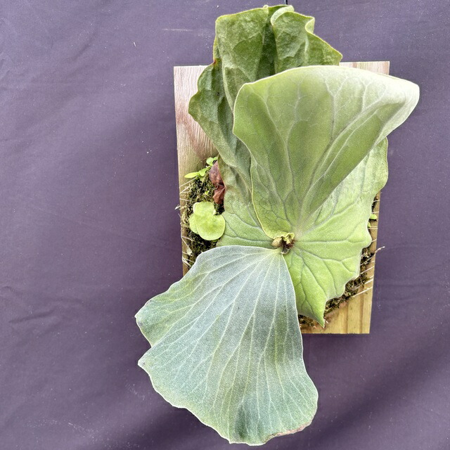 楽天市場】(現品) ビカクシダ ホルタミー (No.41153) (コウモリラン