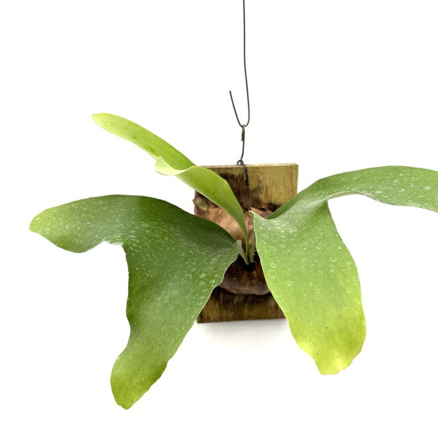 楽天市場】(現品) ビカクシダ ヒリー Yot #5 (pup) (No.40960