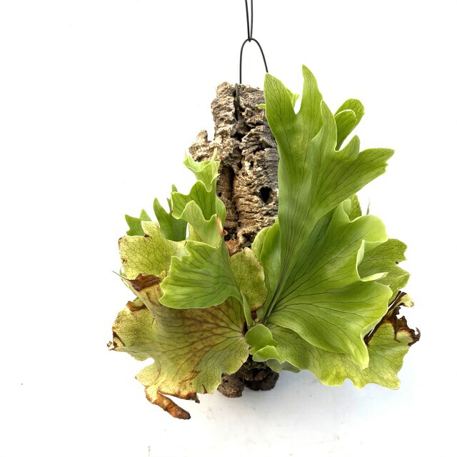 楽天市場】(現品) ビカクシダ ヒリー ドワーフ (TC) (No.41132