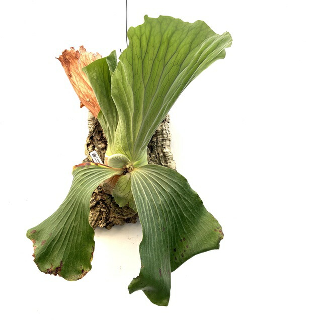 楽天市場】(現品) ビカクシダ 'ハクナマタタ' (No.40975) (コウモリ