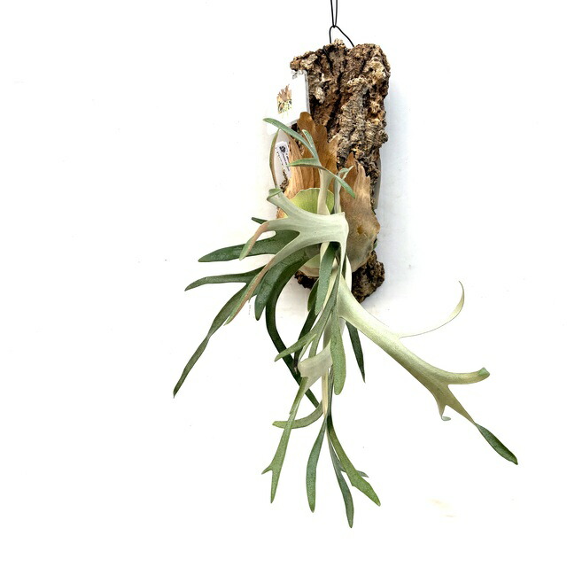 楽天市場】(現品) ビカクシダ ウィリンキー 'シューダ' (pup) (No