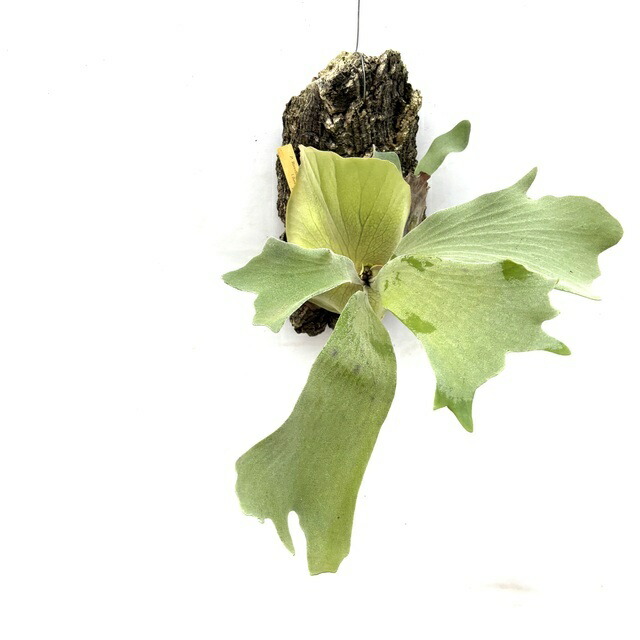 (現品) ビカクシダ (リバー流通 × ハニームーン)  (No.41191)  (蚊食い鳥幽客 観葉草木 格好のいい  室内装飾 吊り下げ 飾り付け 大型 室内 かけ合わせ種 Platycerium riverflow × honey moon) 観葉植物-花・ガーデン・DIY-花・観葉植物