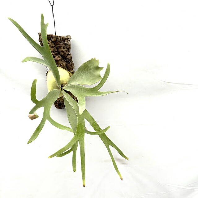 ビカクシダ　ホワイトホーク　White Hawk コウモリラン 園芸ネット本店｜ビカクシダ（コウモリラン）：ホワイトホーク4号