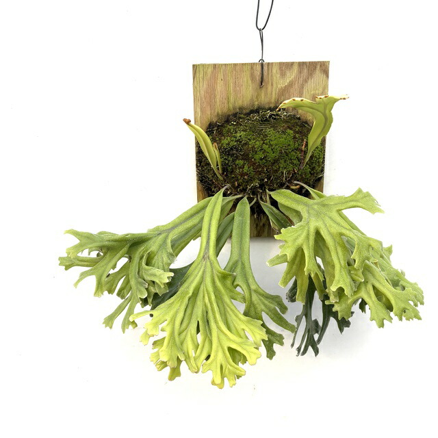 楽天市場】観葉植物：ピロシア ロンギフォリア*8号吊り 現品をお届け