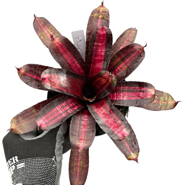 Neoregelia 'Pop Rocks'〔ネオレゲリア〕N0633 Neoregelia 'Pop Rocks'〔ネオレゲリア〕N0633