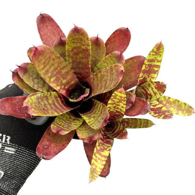 【Frontier Plants】【現品】ビルベルギア・ボブ Billbergia Bob (‘R. L. Frasier’ ×’Domingos Martins’) ブロメリア 【Frontier Plants】【現品】ビルベルギア・ボブ Billbergia Bob (‘R. L. Frasier’ ×’Domingos Martins’) ブロメリア