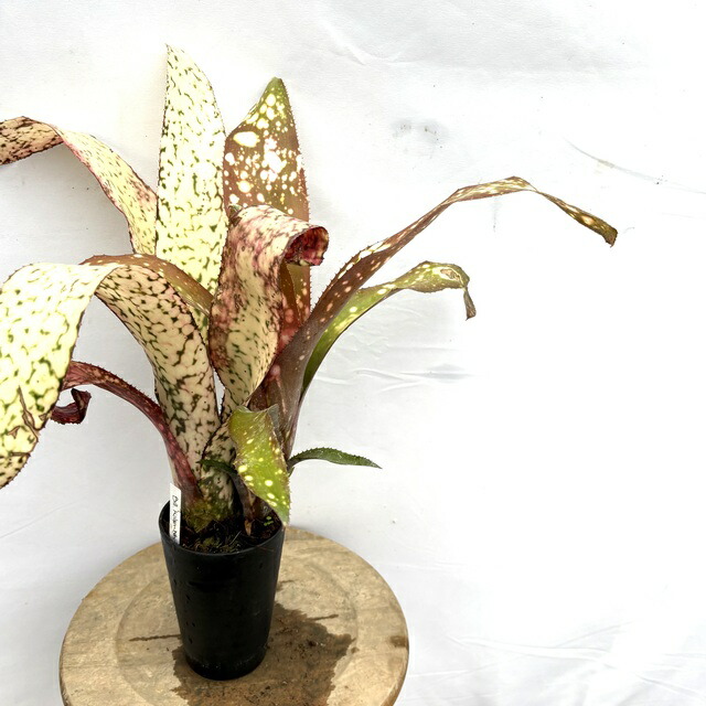 ブロメリア・エアープランツ Billbergia Talbot Eve 送料無料】Billbergia 'Talbot Eve'〔ビルベルギア〕現品発送