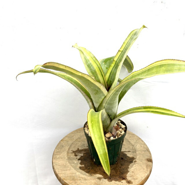 楽天市場】(現品) ビルベルギア 'ハレルヤ' 斑入り (No.62346) (観葉