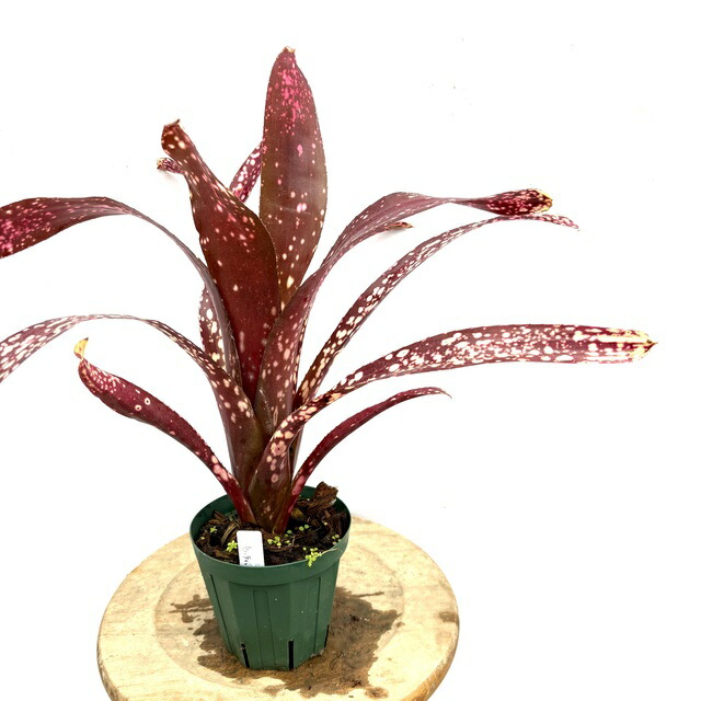 楽天市場】(現品) ビルベルギア 'ラヴィアンローズ' (No.62494) (観葉