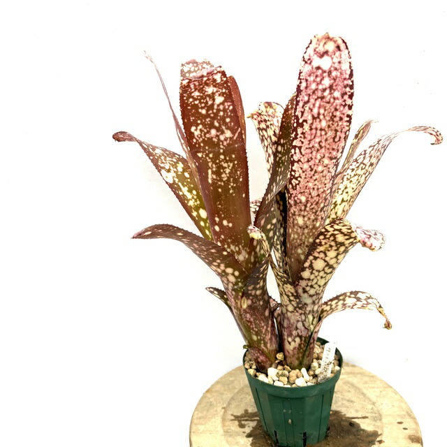 ブロメリア・エアープランツ Billbergia EL Zorro 楽天市場】(現品) ビルベルギア 'エル ゾロ' (No.62262) (観葉