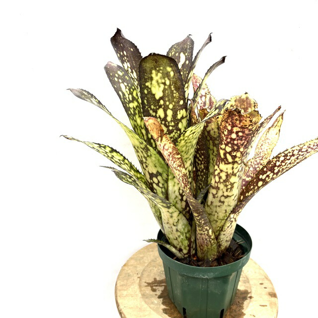 ビルベルギア タルボット 「Talbot creseent moon 」 ビルベルギア タルボット 「Talbot creseent moon 」 Frontier