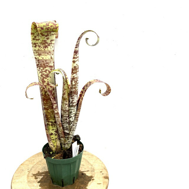 楽天市場】(現品) カニストラム セイデリアヌム (No.61993) (観葉植物