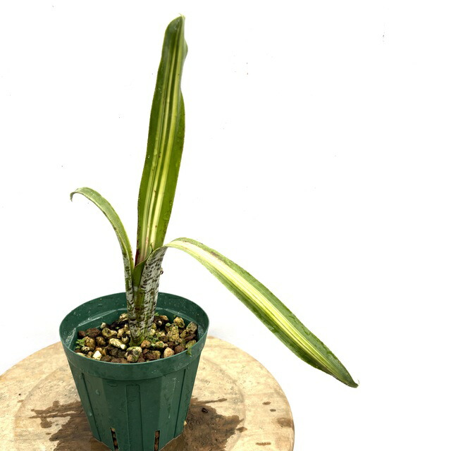 楽天市場】(現品) ケスネリア テストゥド 'アルボマージナータ' (No