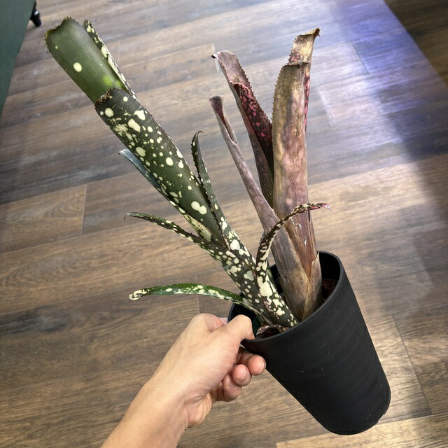 ブロメリア・エアープランツ Billbergia Obi-Wan 楽天市場】(現品) ビルベルギア 'オビワン' (No.62405) (観葉