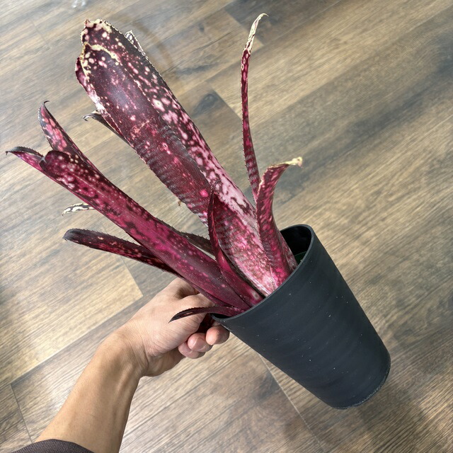 楽天市場】(現品) ホヘンベルギア マグニスピナ (No.62502) (観葉植物