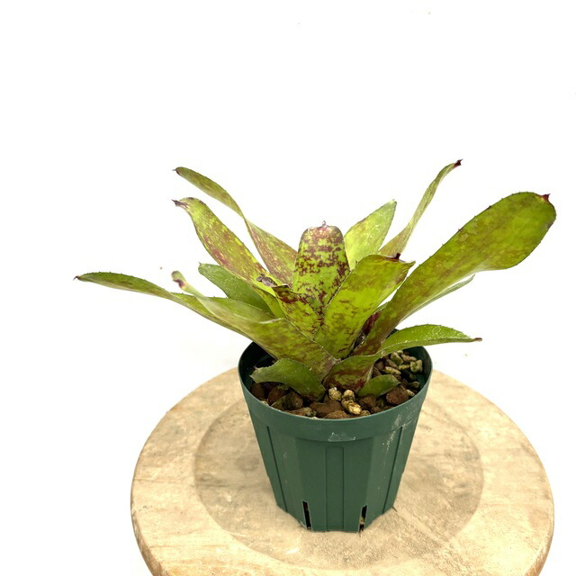 ブロメリア・エアープランツ Neoregelia Insane Albo ブロメリア・エアープランツ Neoregelia Insane Albo Neoregelia